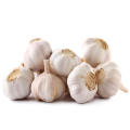 New Crop Chinese Fresh Natural Normal  White Garlic Wholesale